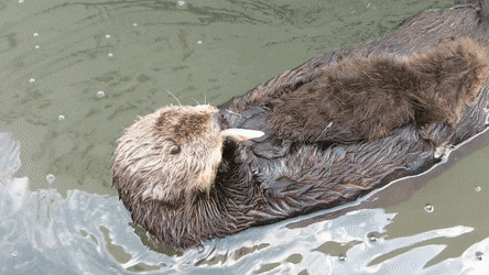 Acid Gifdump, August 11 (25 gifs)