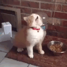 Acid Gifdump, August 11 (25 gifs)