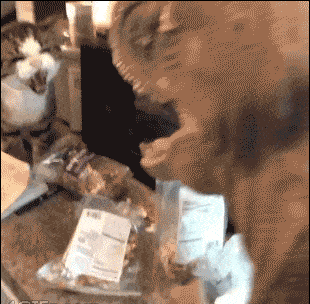 Acid Gifdump, August 11 (25 gifs)
