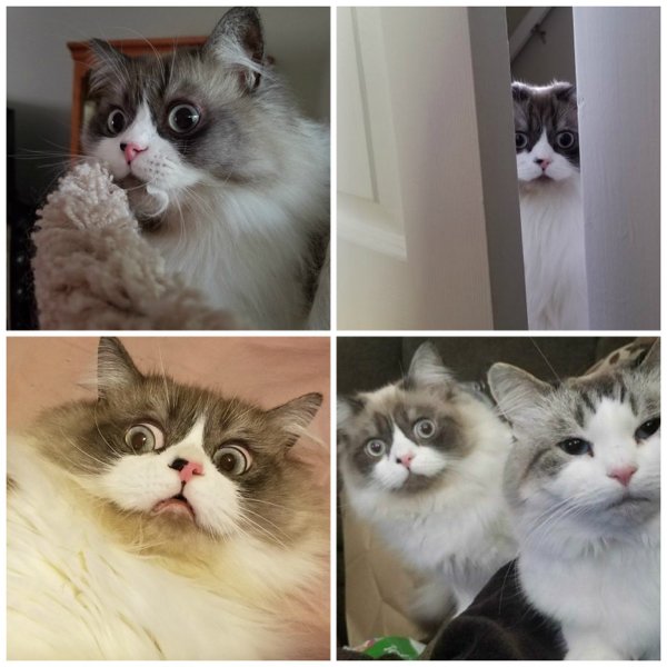 Hilarious Cats (35 pics)