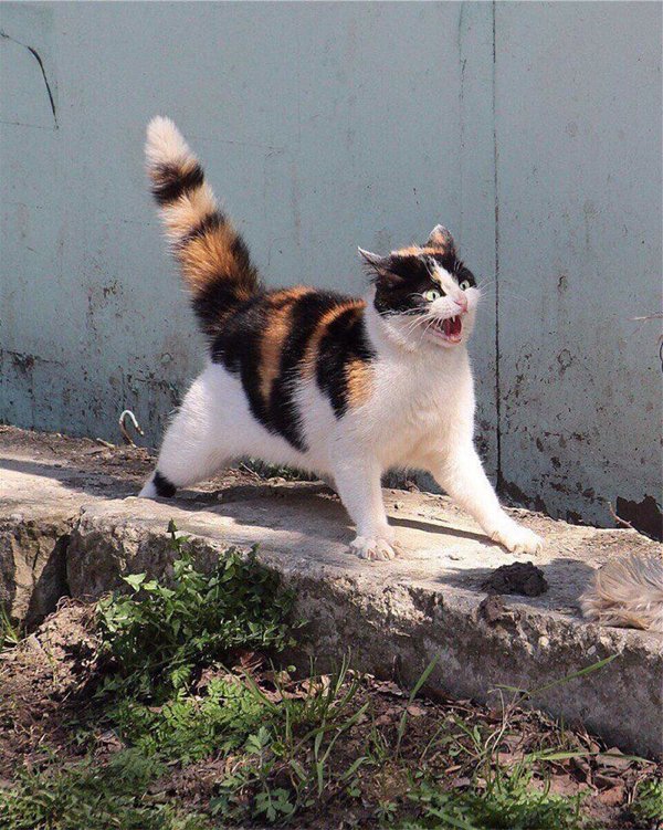 Hilarious Cats (35 pics)