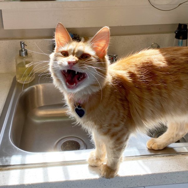 Hilarious Cats (35 pics)