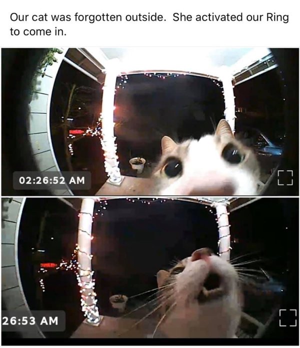 Hilarious Cats (35 pics)