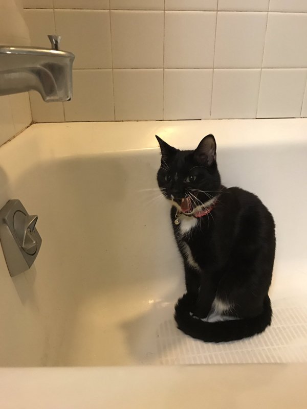 Hilarious Cats (35 pics)