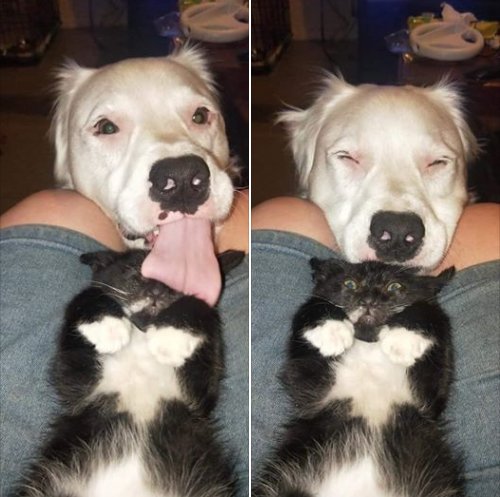 Hilarious Cats (35 pics)