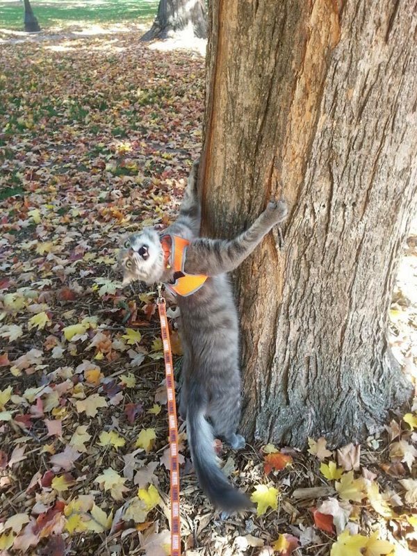 Hilarious Cats (35 pics)