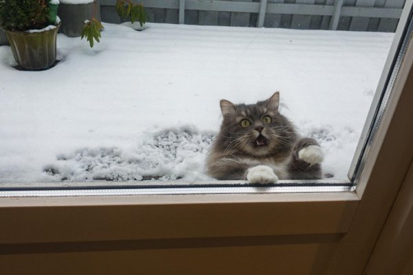 Hilarious Cats (35 pics)