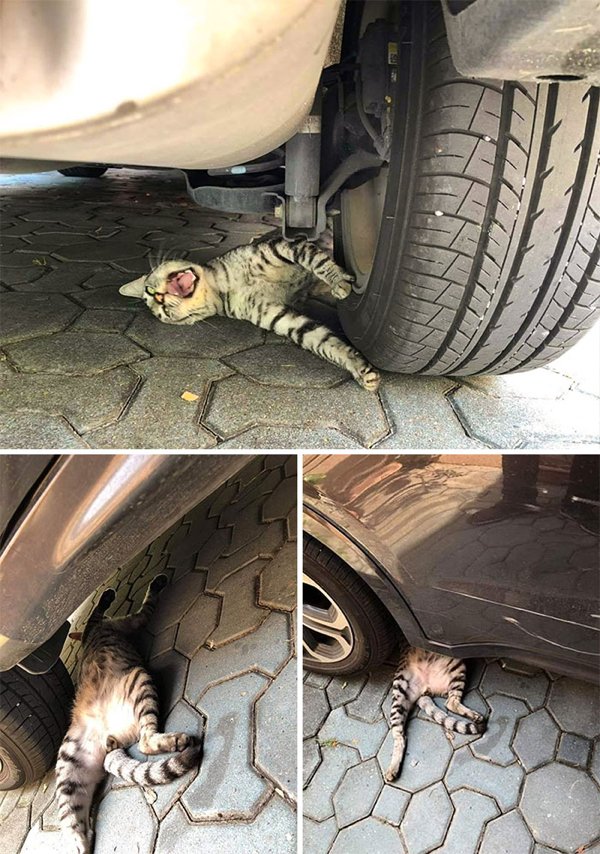 Hilarious Cats (35 pics)