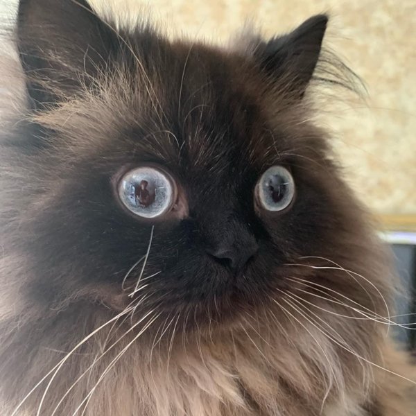 Hilarious Cats (35 pics)