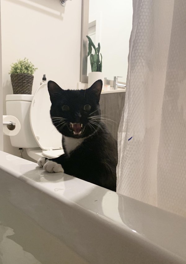 Hilarious Cats (35 pics)