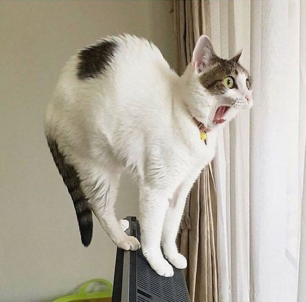 Hilarious Cats (35 pics)