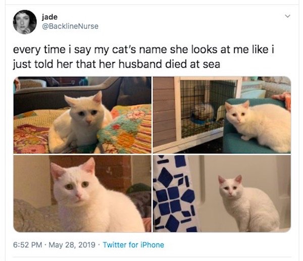 Hilarious Cats (35 pics)