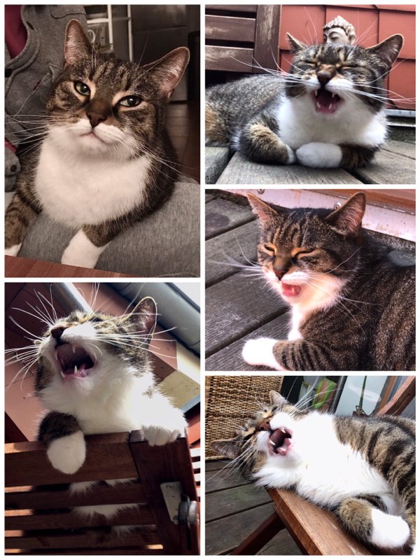 Hilarious Cats (35 pics)
