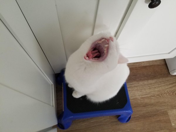 Hilarious Cats (35 pics)