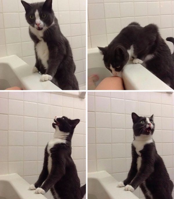 Hilarious Cats (35 pics)
