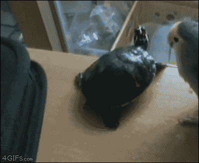 Acid Gifdump, August 12 (25 gifs)