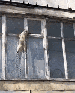 Acid Gifdump, August 12 (25 gifs)