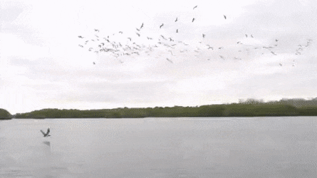 Acid Gifdump, August 13 (25 gifs)