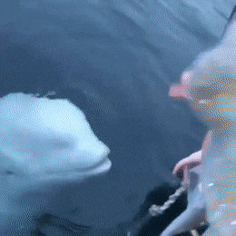 Acid Gifdump, August 13 (25 gifs)