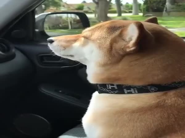This Is The Perfect Video