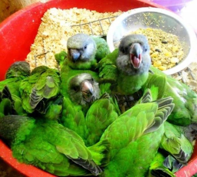 It's Not A Food (20 pics) It's Not A Food (20 pics)