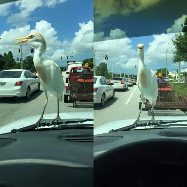 Acid Picdump. Part 1 (95 pics)