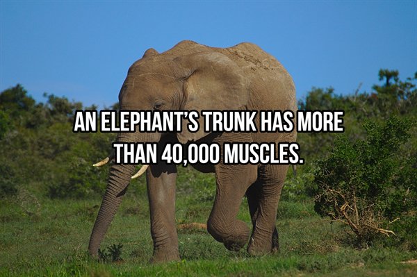 Facts About Elephants (22 pics)