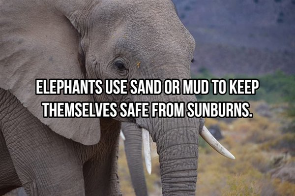 Facts About Elephants (22 pics)