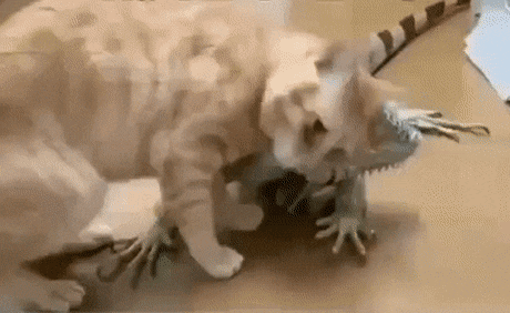 Acid Gifdump, August 18 (25 gifs)