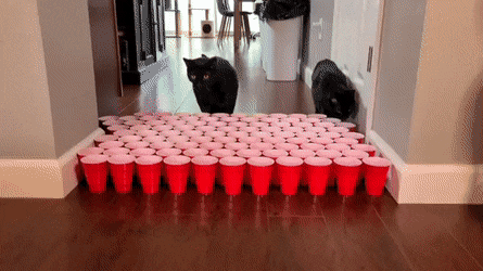 Acid Gifdump, August 18 (25 gifs)