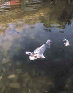 Acid Gifdump, August 18 (25 gifs)