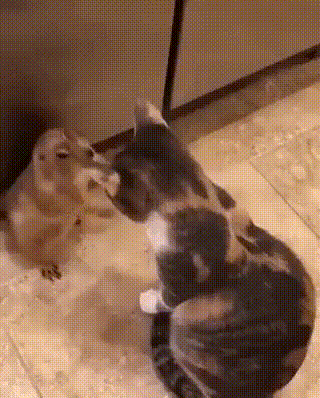 Acid Gifdump, August 18 (25 gifs)