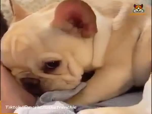 Dogs Are Amazing