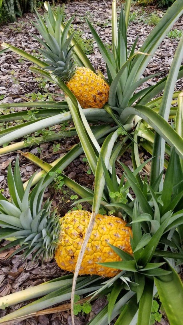 These People Are Real Masters In Gardening (24 pics)