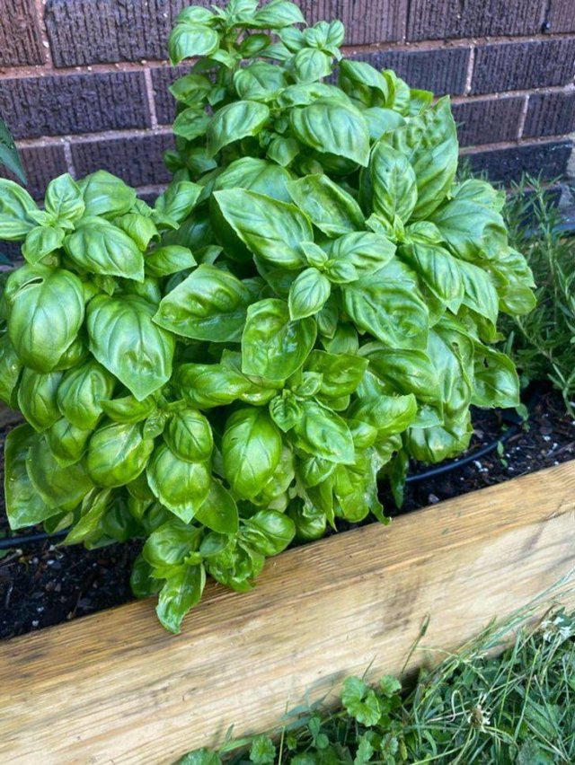 These People Are Real Masters In Gardening (24 pics)