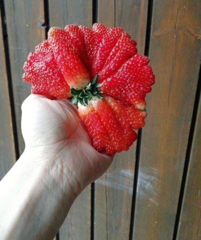 These People Are Real Masters In Gardening (24 pics)