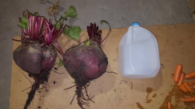 These People Are Real Masters In Gardening (24 pics)