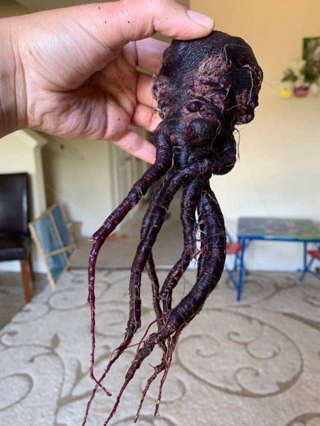 These People Are Real Masters In Gardening (24 pics)