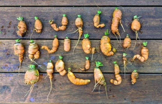These People Are Real Masters In Gardening (24 pics)