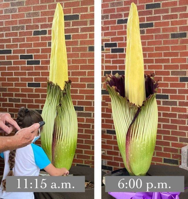 These People Are Real Masters In Gardening (24 pics)