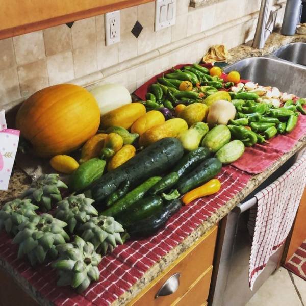 These People Are Real Masters In Gardening (24 pics)