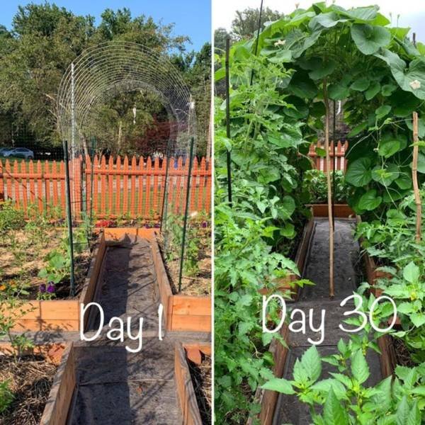 These People Are Real Masters In Gardening (24 pics)