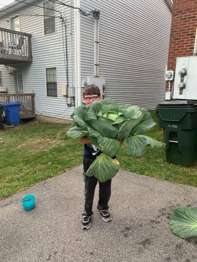 These People Are Real Masters In Gardening (24 pics)