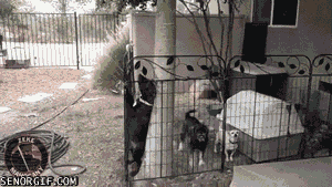 Acid Gifdump, August 21 (25 gifs)