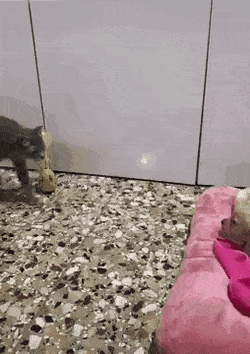 Acid Gifdump, August 21 (25 gifs)