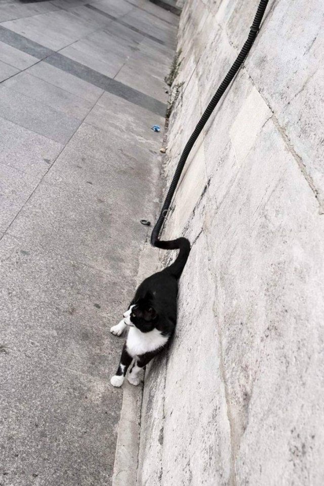 Look Twice (20 pics)