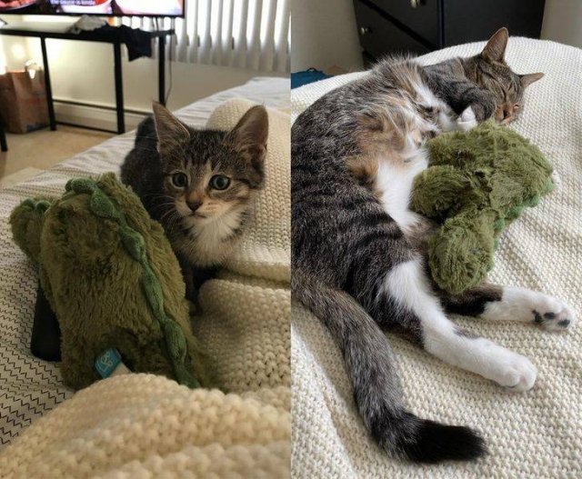 Comparison Matters (18 pics) Comparison Matters (18 pics)