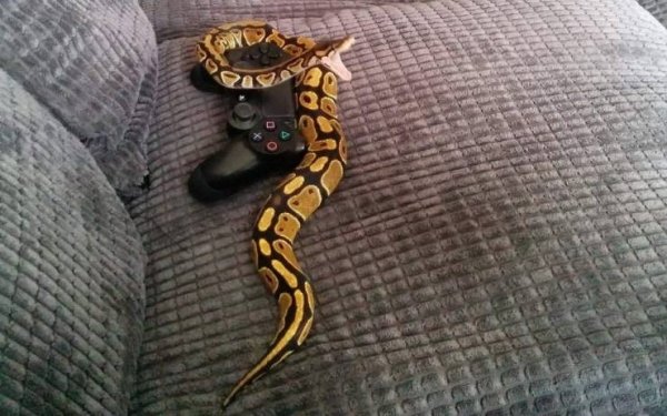 Pictures For Gamers (47 pics)