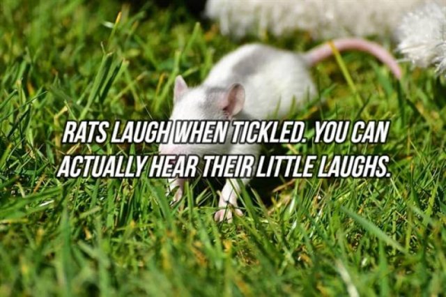Interesting Facts (24 pics)