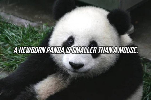 Interesting Facts (24 pics)